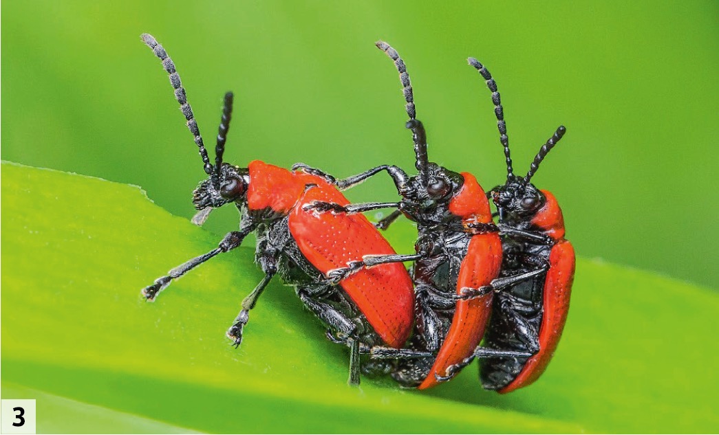 Lilienhähnchen im Dreierpack auf einer Feuerlilie